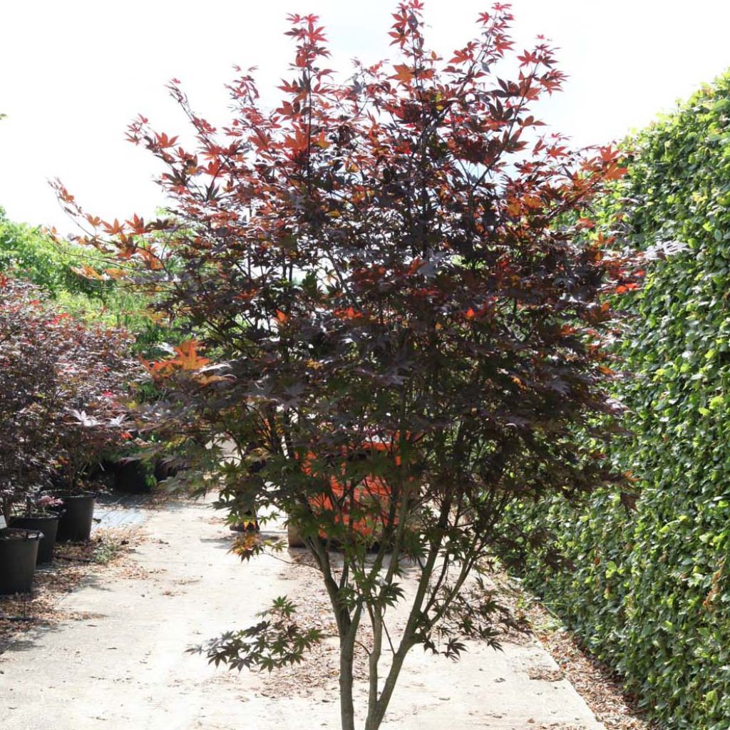 Acer palmatum Bloodgood - Japanese Maple