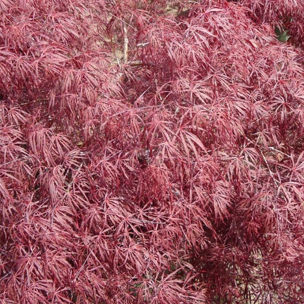 Acer palmatum susbp. dissectum Crimson Queen - Japanese Maple