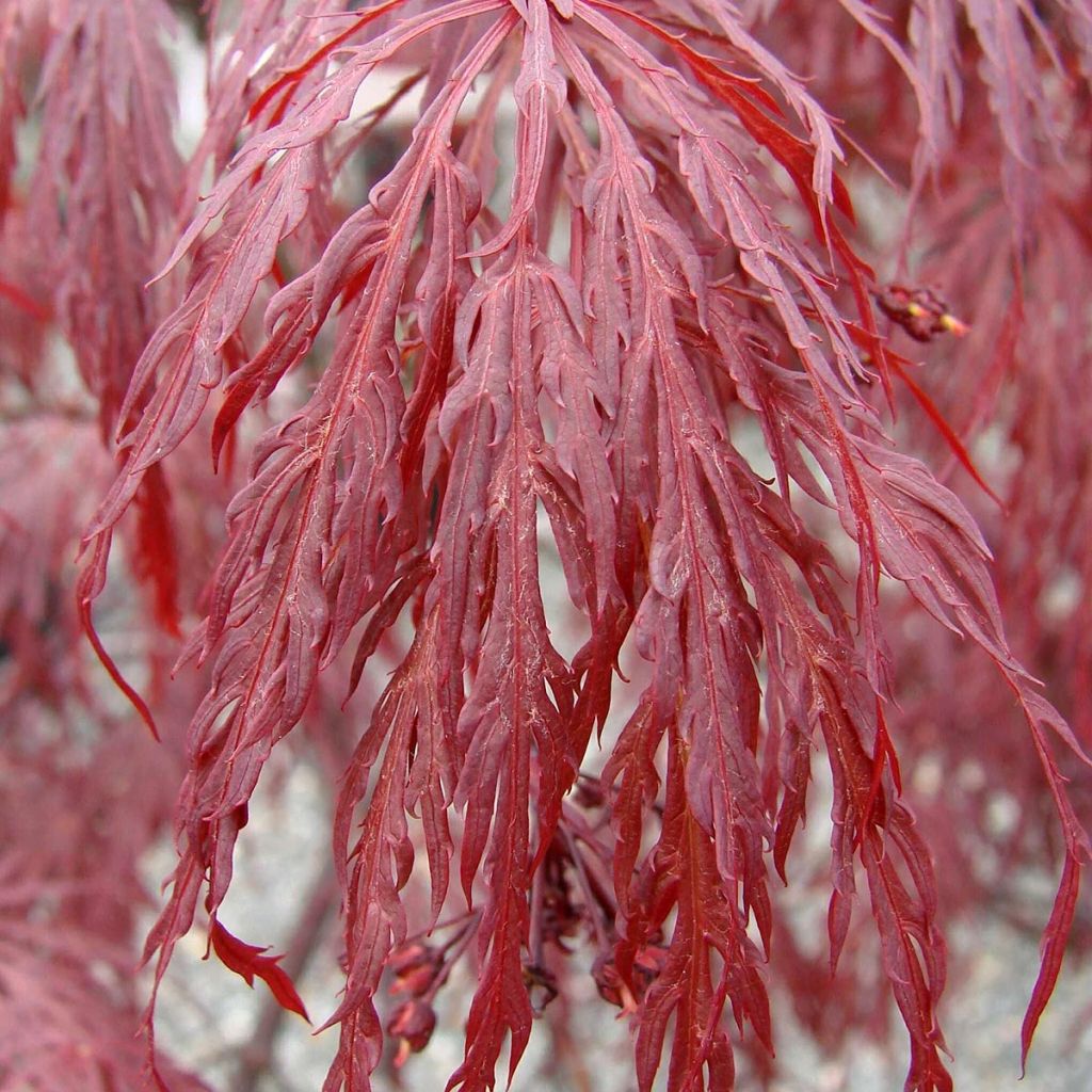 Acer palmatum Tamukeyama - Japanese Maple
