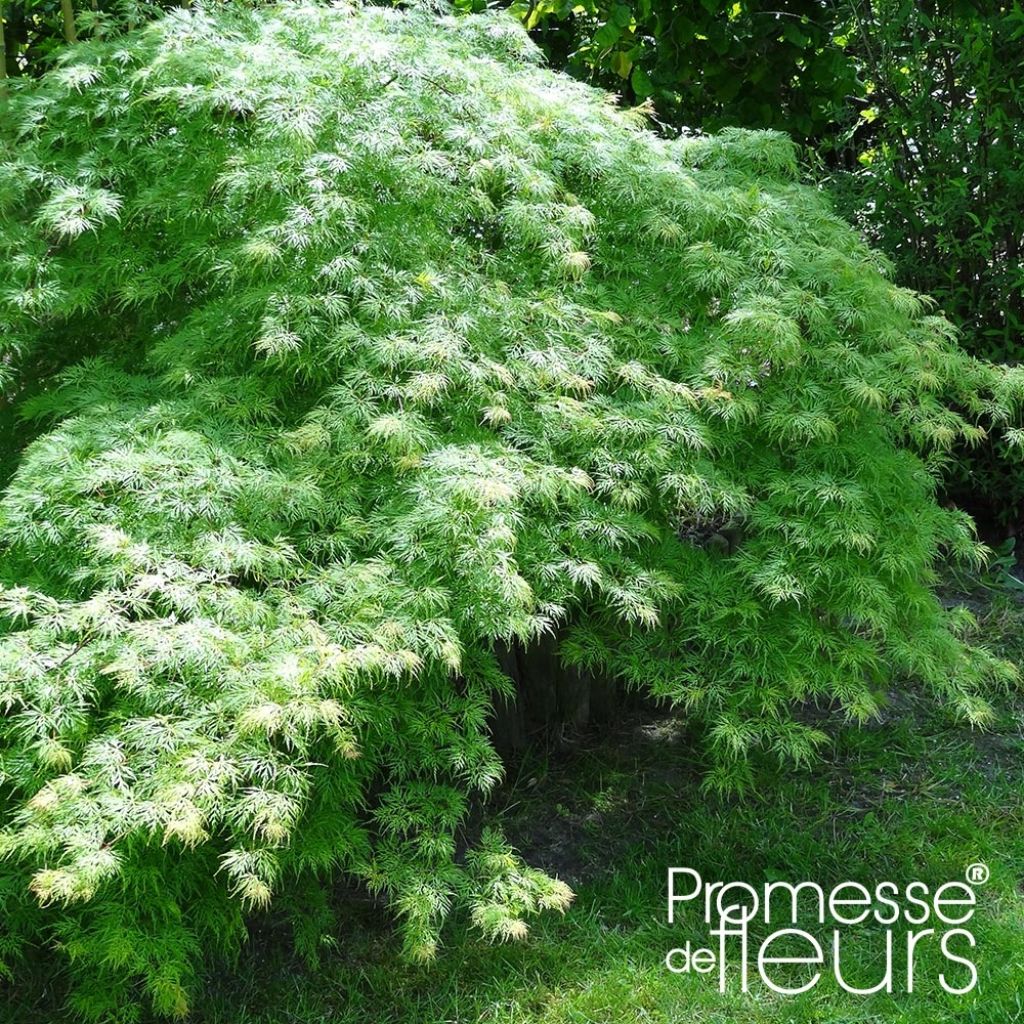 Acer palmatum var. dissectum Emerald Lace - Japanese Maple