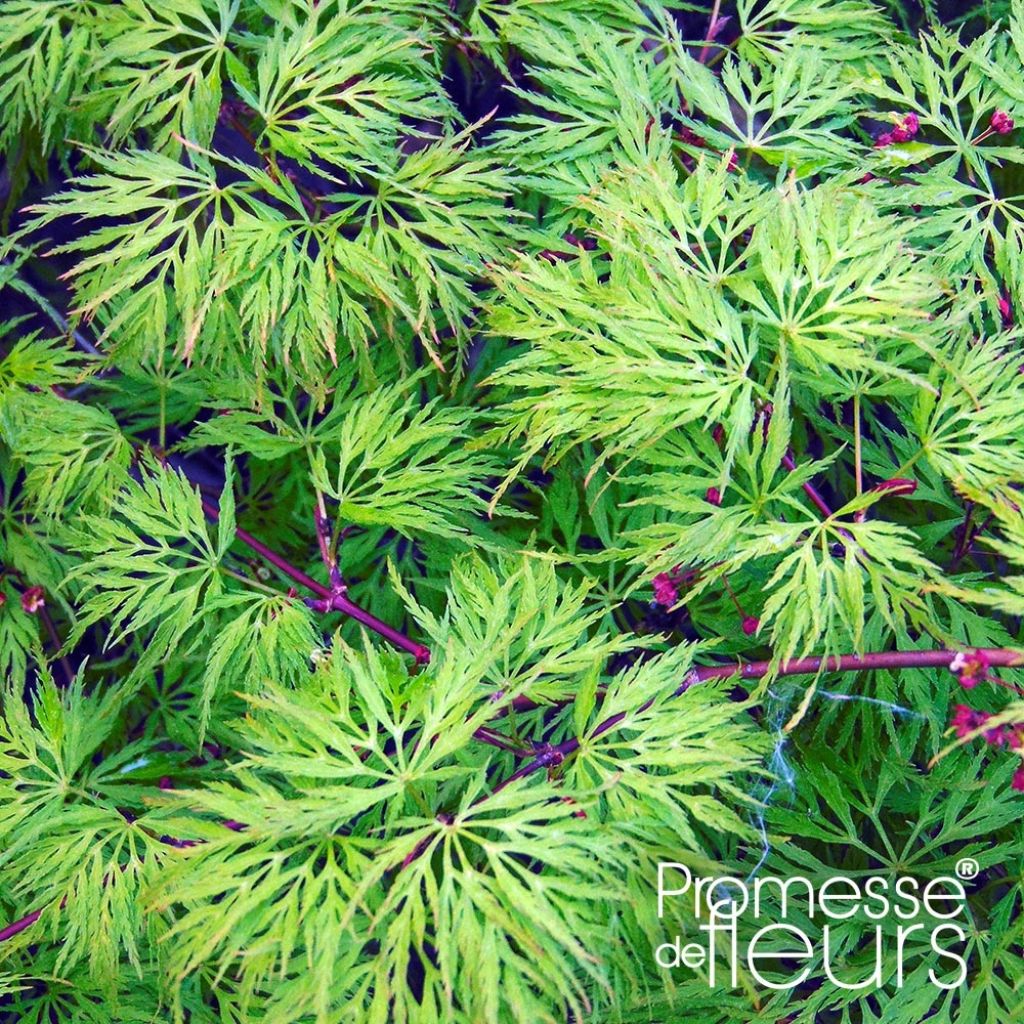 Acer palmatum var. dissectum Emerald Lace - Japanese Maple