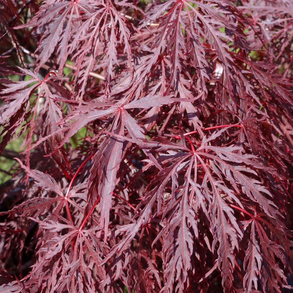 Acer palmatum Dissectum Inaba-Shidare - Japanese Maple