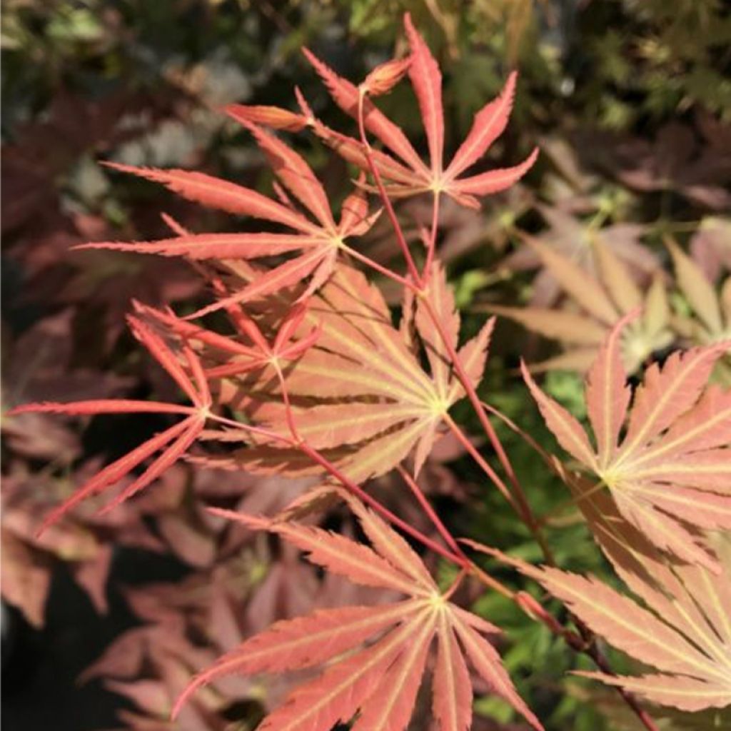 Acer palmatum Orange Flame - Japanese Maple
