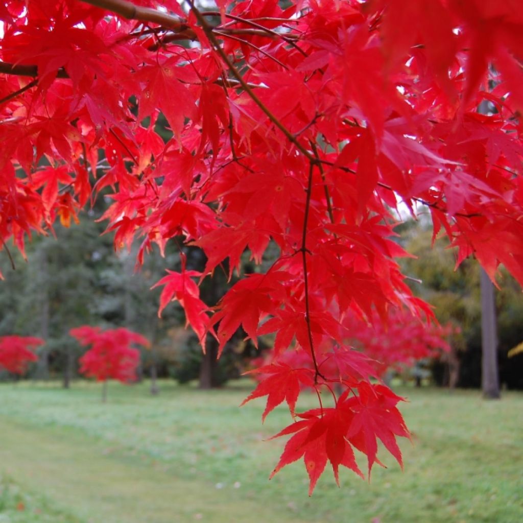 Acer palmatum Osakazuki - Japanese Maple