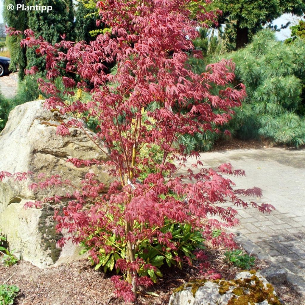 Acer palmatum Pévé Starfish - Japanese Maple