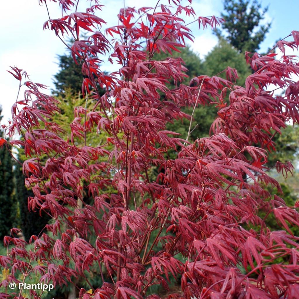 Acer palmatum Pévé Starfish - Japanese Maple