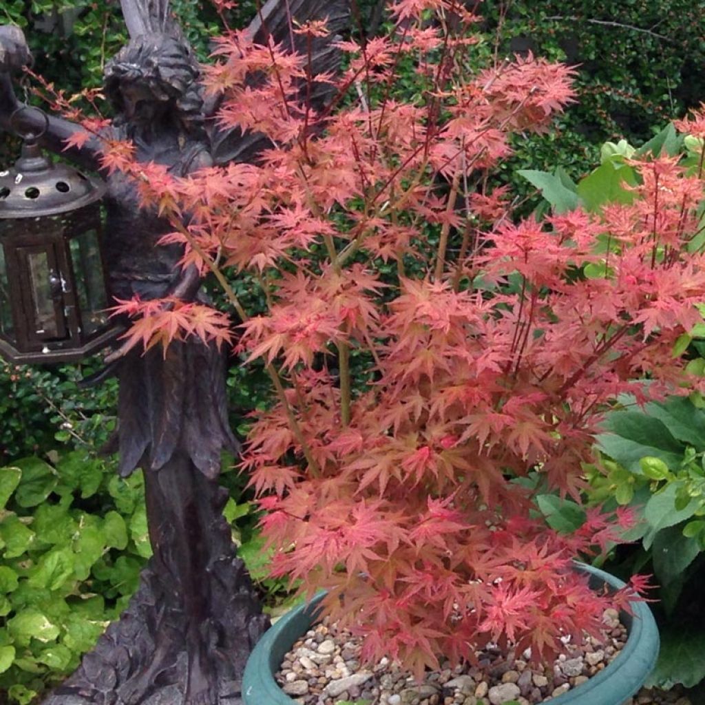 Acer palmatum Phoenix - Japanese Maple