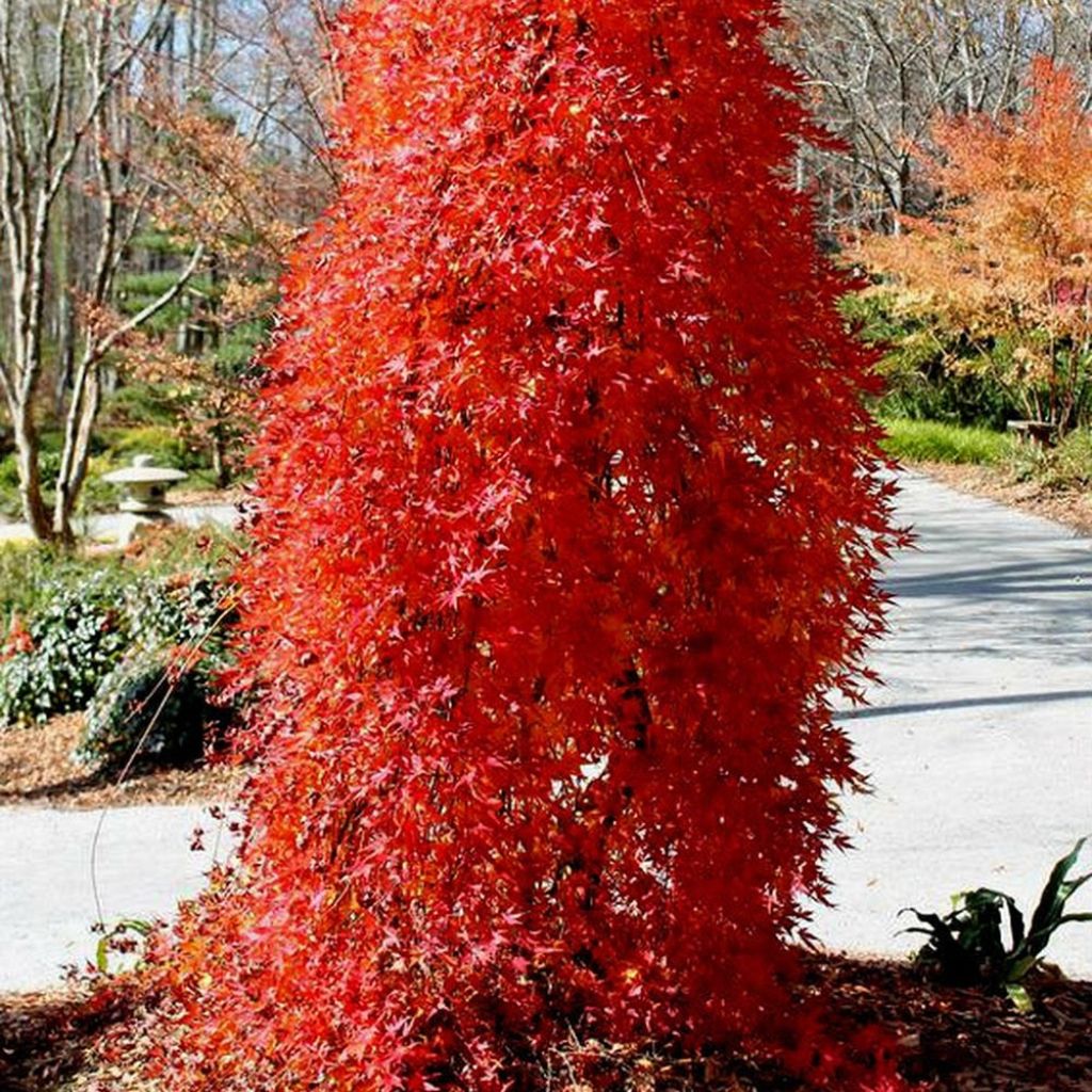 Acer palmatum Ryusen - Japanese Maple