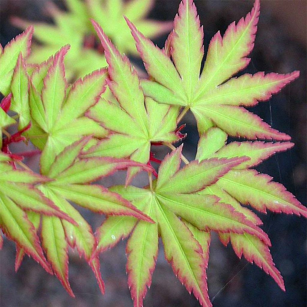 Acer palmatum Sangokaku - Japanese Maple