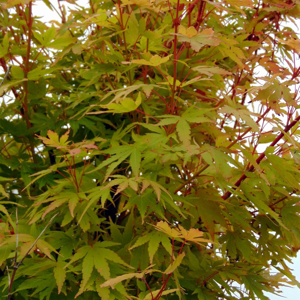 Acer palmatum Sangokaku - Japanese Maple