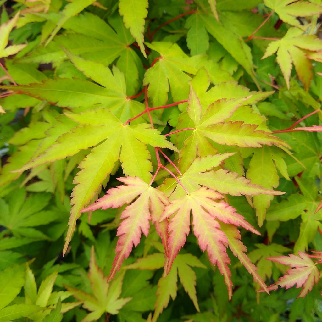 Acer palmatum Sangokaku - Japanese Maple