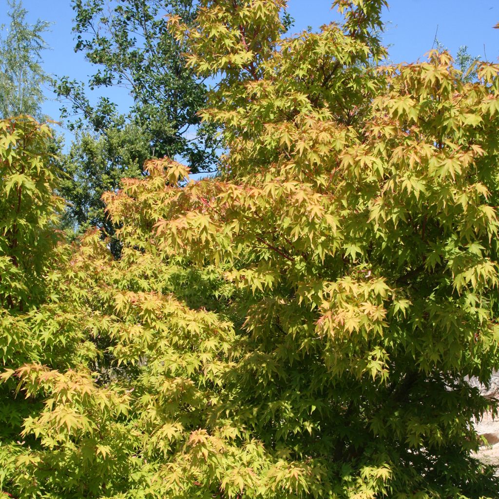 Acer palmatum Sangokaku - Japanese Maple