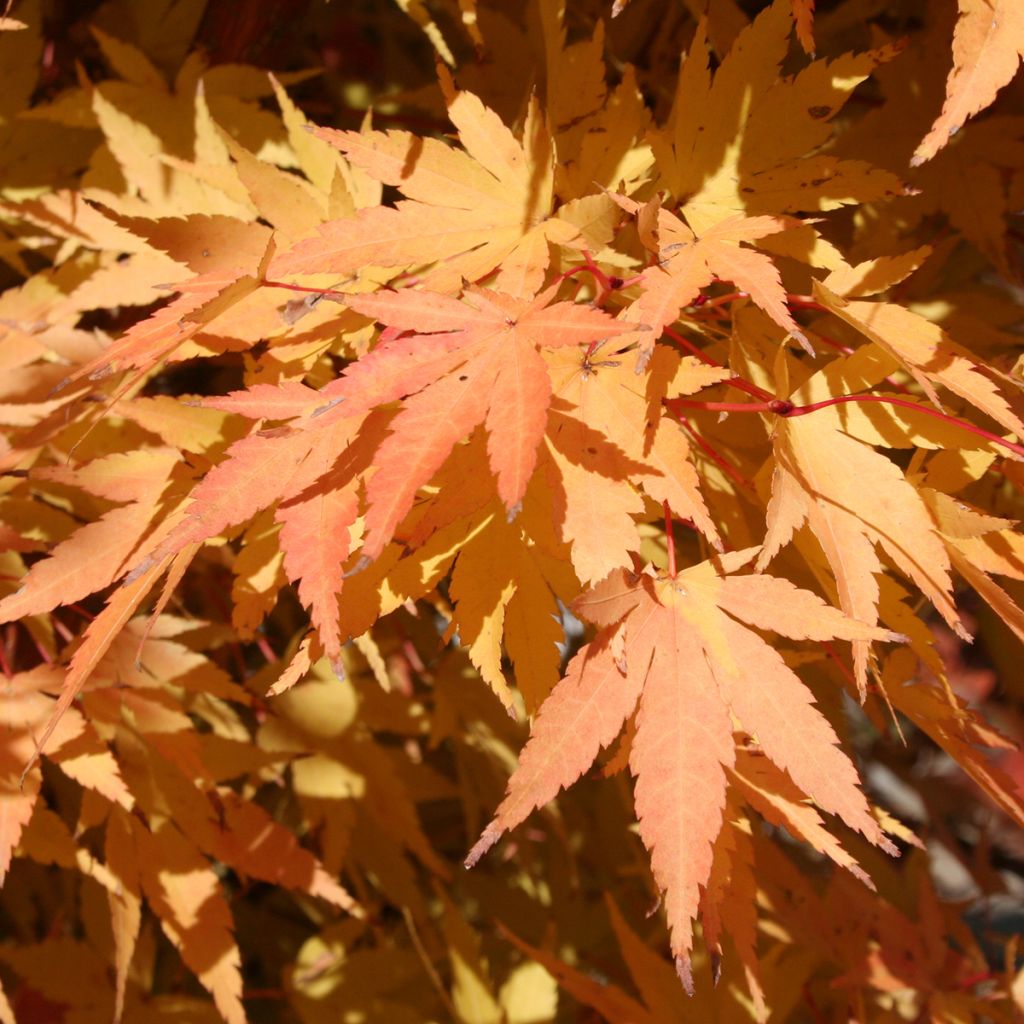 Acer palmatum Sangokaku - Japanese Maple