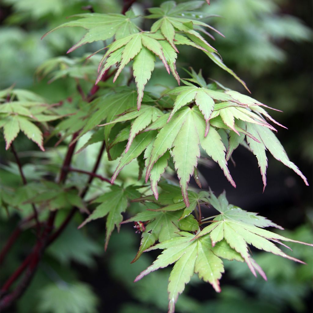 Acer palmatum Sangokaku - Japanese Maple