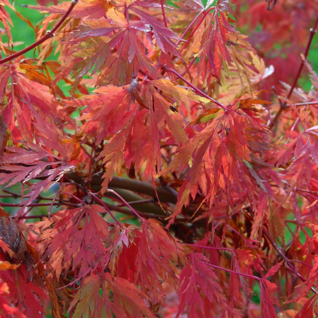 Acer palmatum Seiryu - Japanese Maple