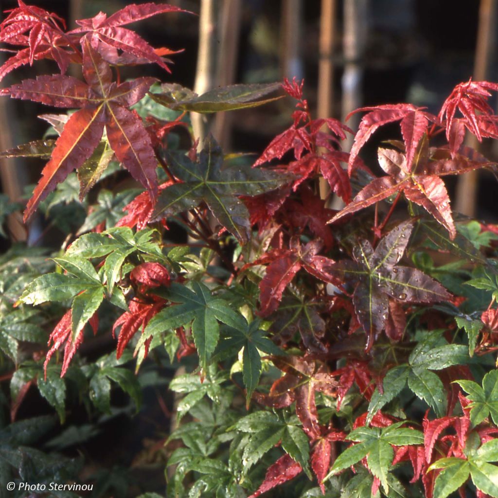 Acer palmatum Shindeshojo - Japanese Maple