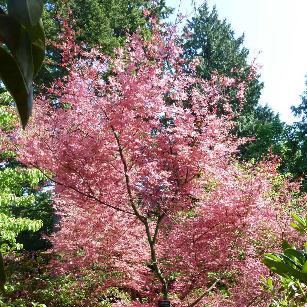 Acer palmatum Shindeshojo - Japanese Maple