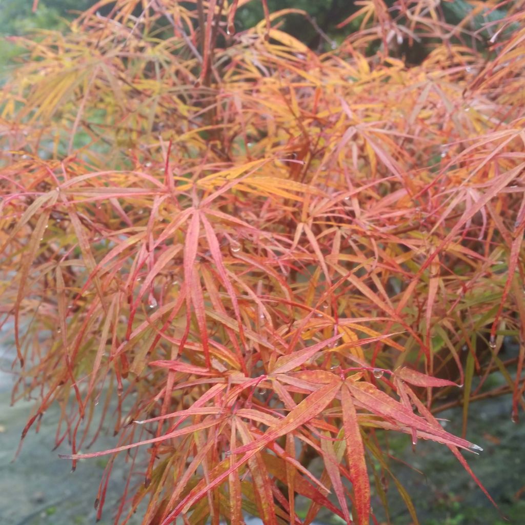 Acer palmatum var. linearilobum Villa Taranto - Japanese Maple