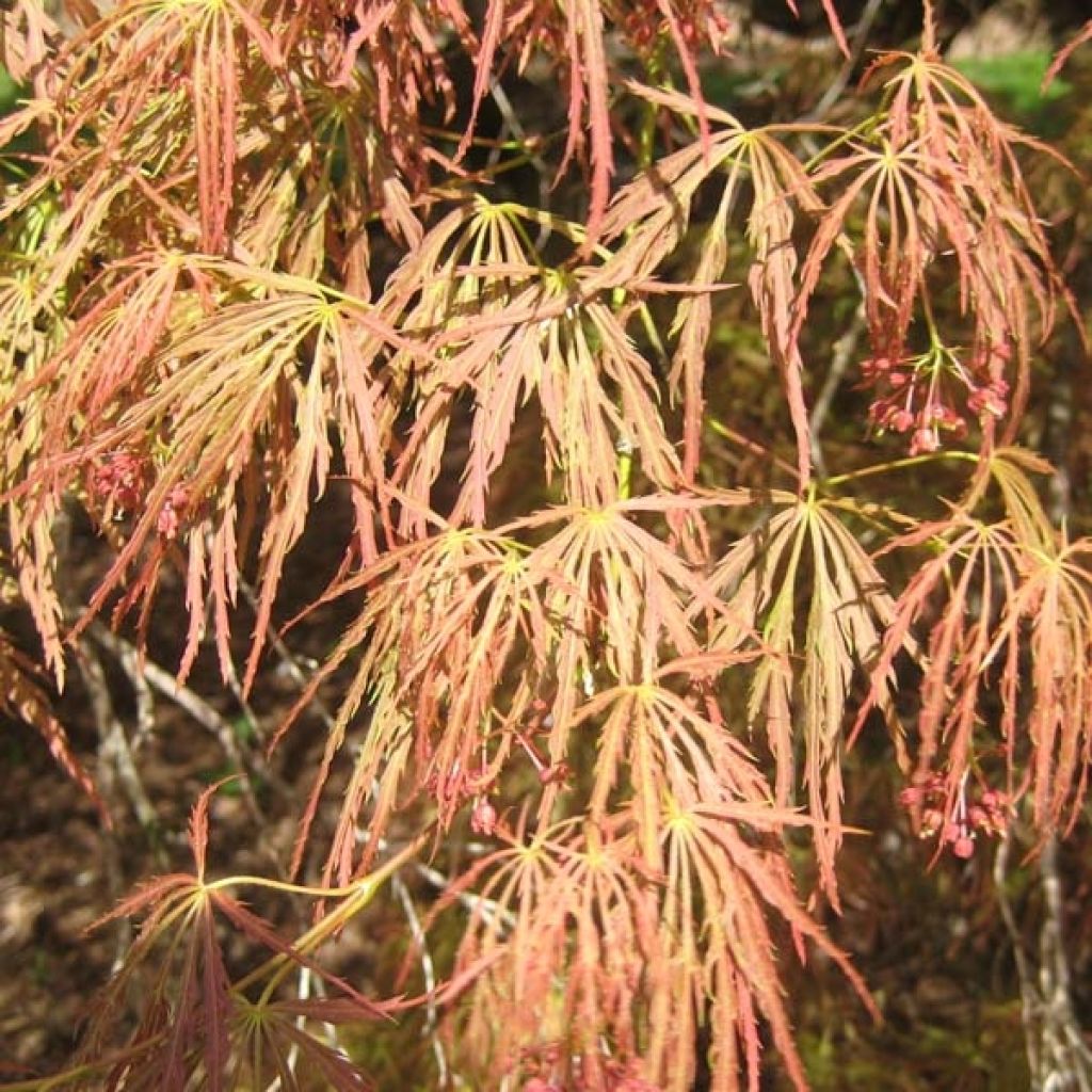 Acer palmatum Dissectum Garnet - Japanese Maple