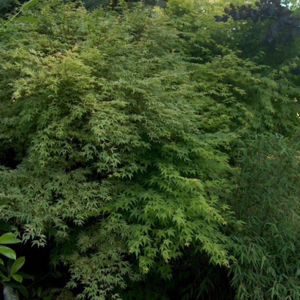 Acer palmatum - Japanese Maple