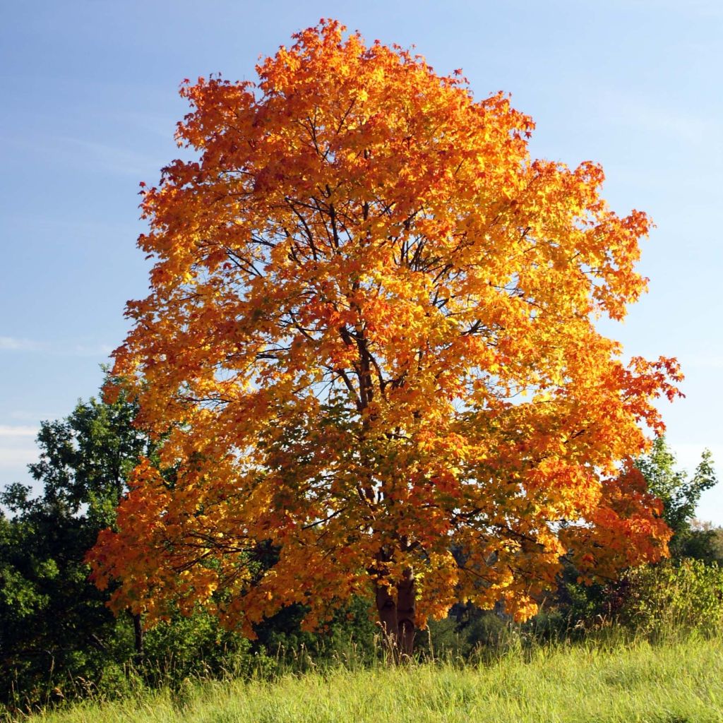Acer platanoides - Maple