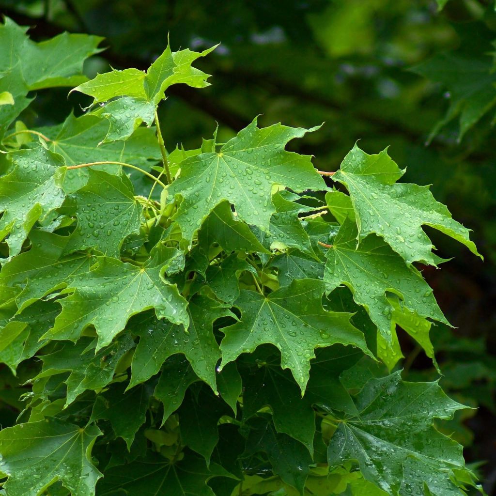 Acer platanoides - Maple