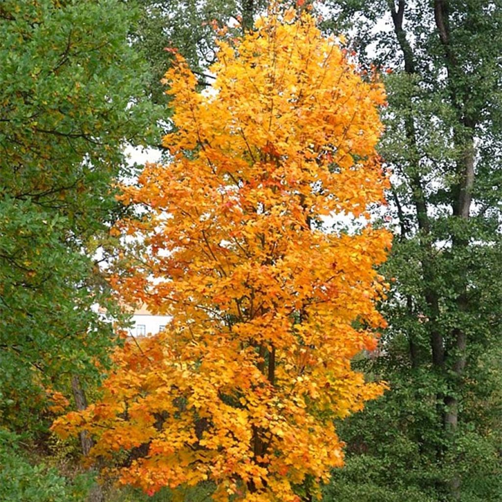 Acer platanoides Columnare - Maple