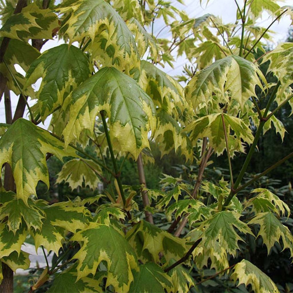 Acer platanoides Drummondii - Maple