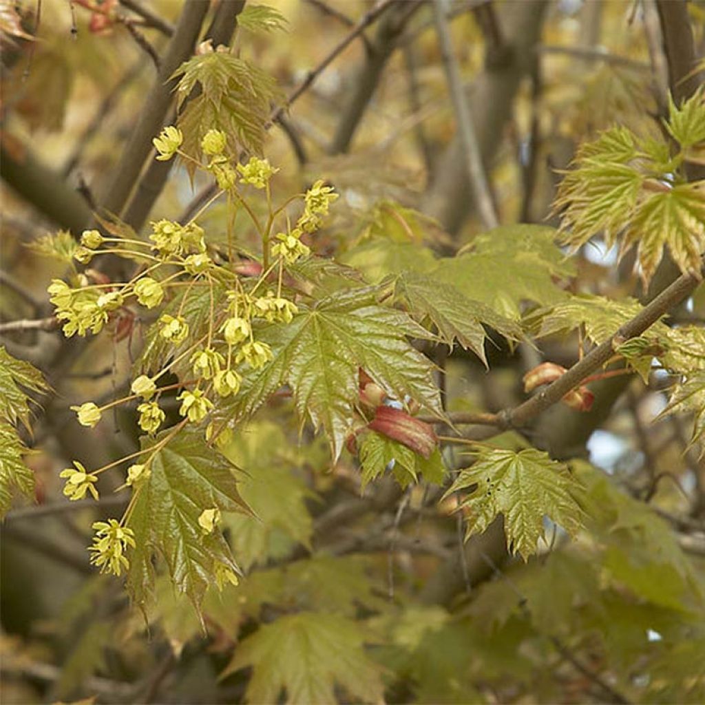 Acer platanoides Globosum - Maple