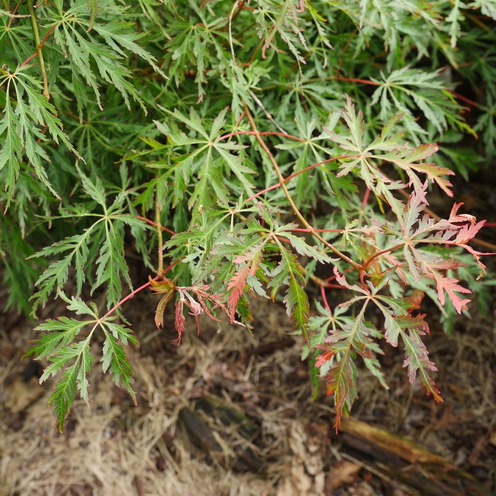 Acer pseudosieboldianum Ice Dragon - Maple