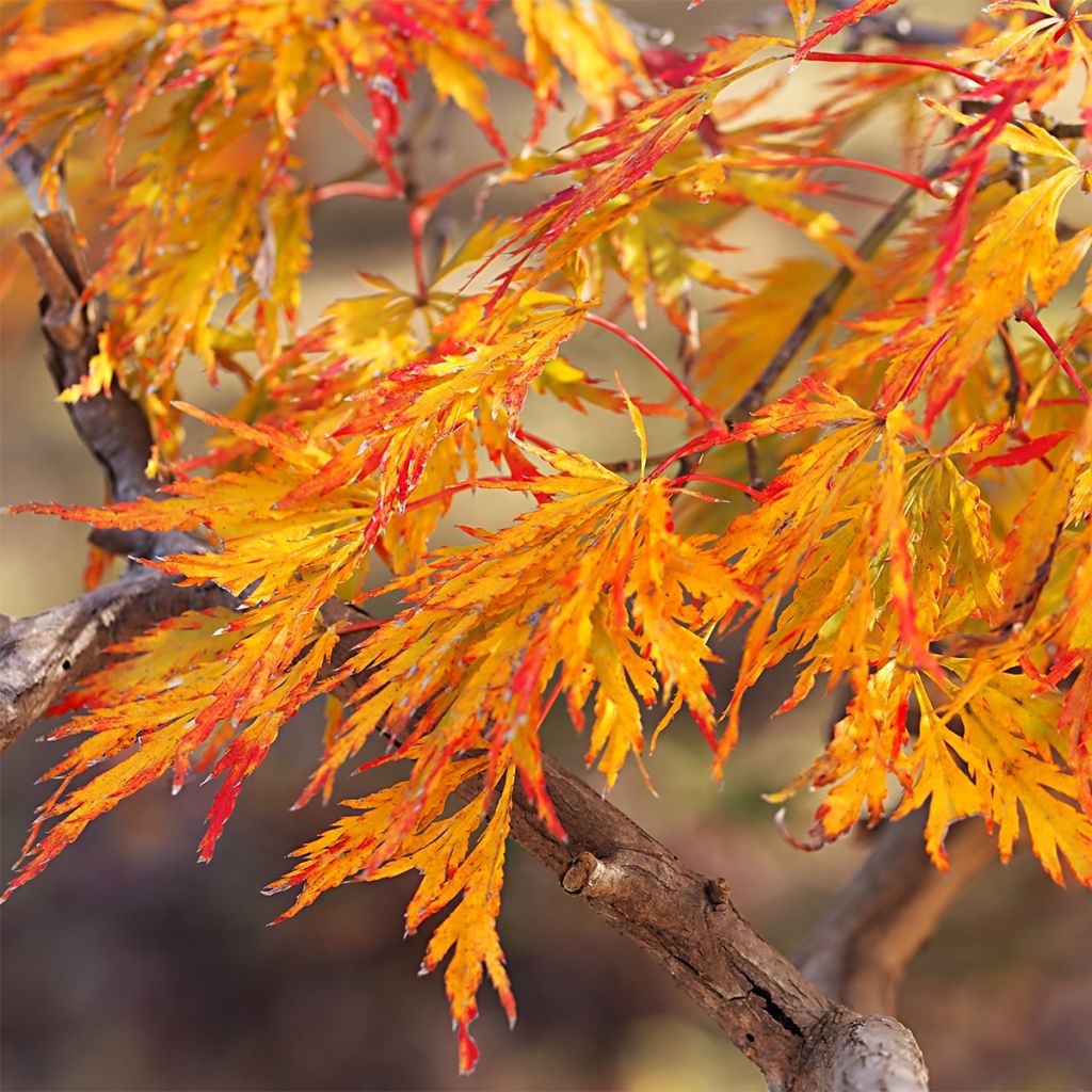 Acer pseudosieboldianum Ice Dragon - Maple
