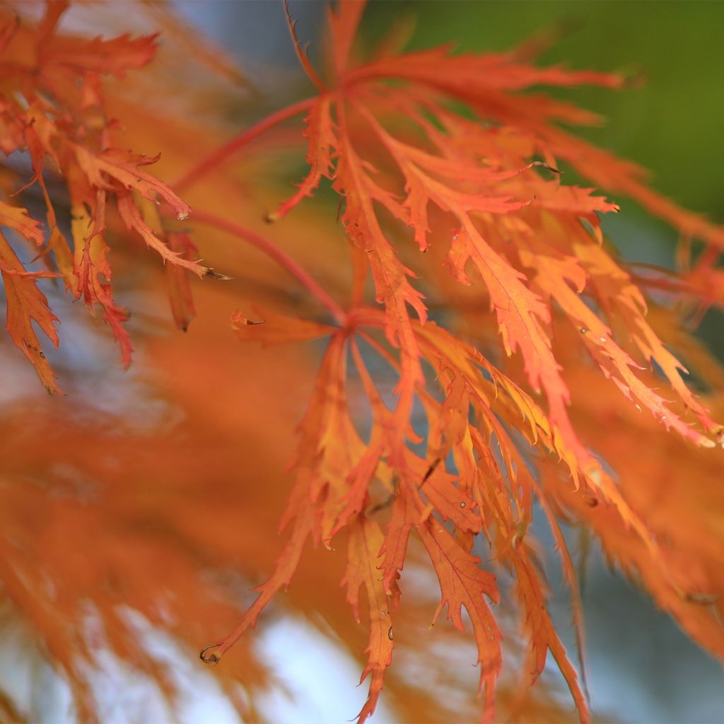 Acer pseudosieboldianum Ice Dragon - Maple