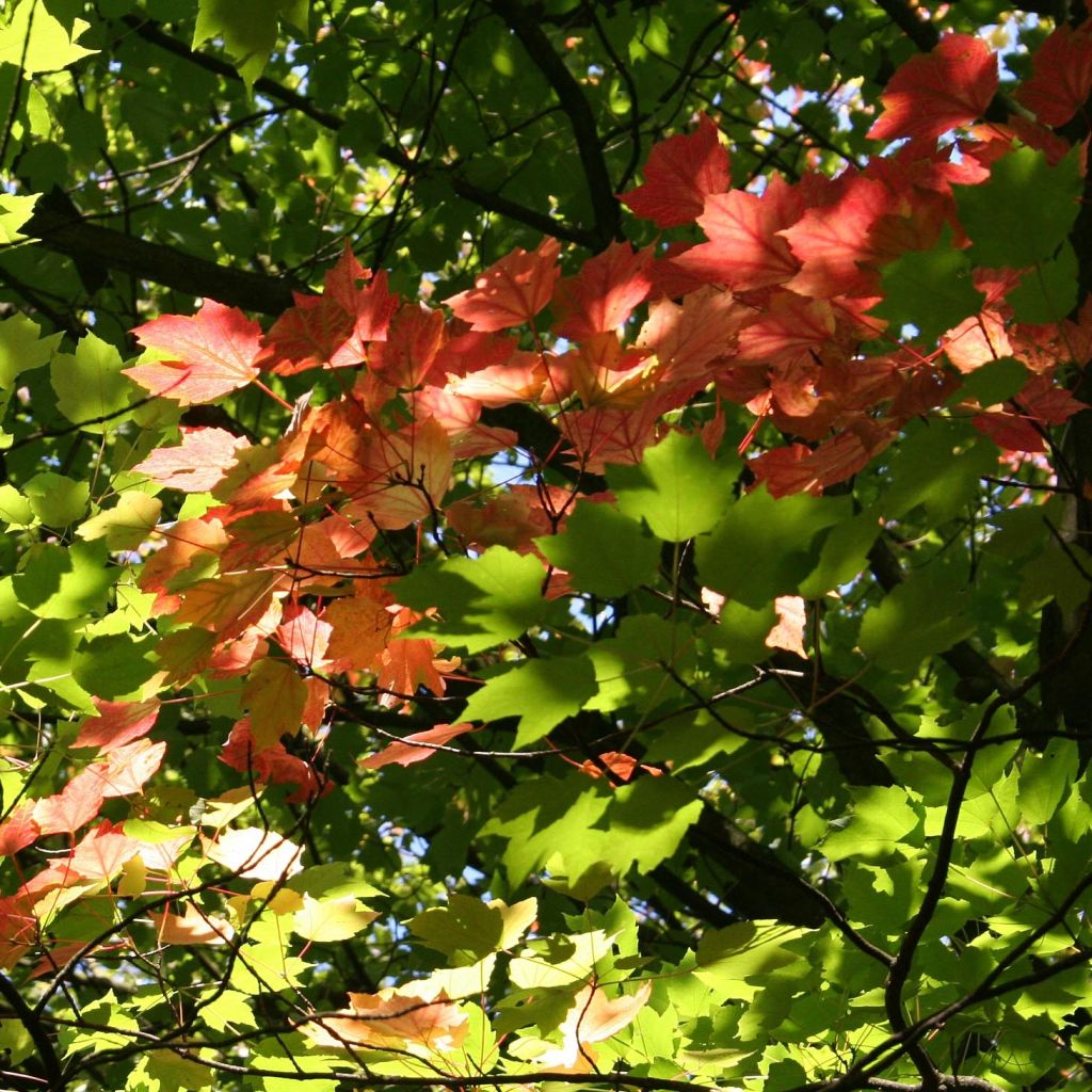 Acer rubrum - Maple