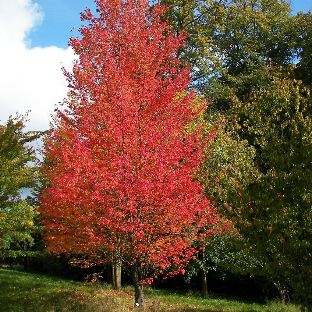 Acer rubrum Armstrong - Maple