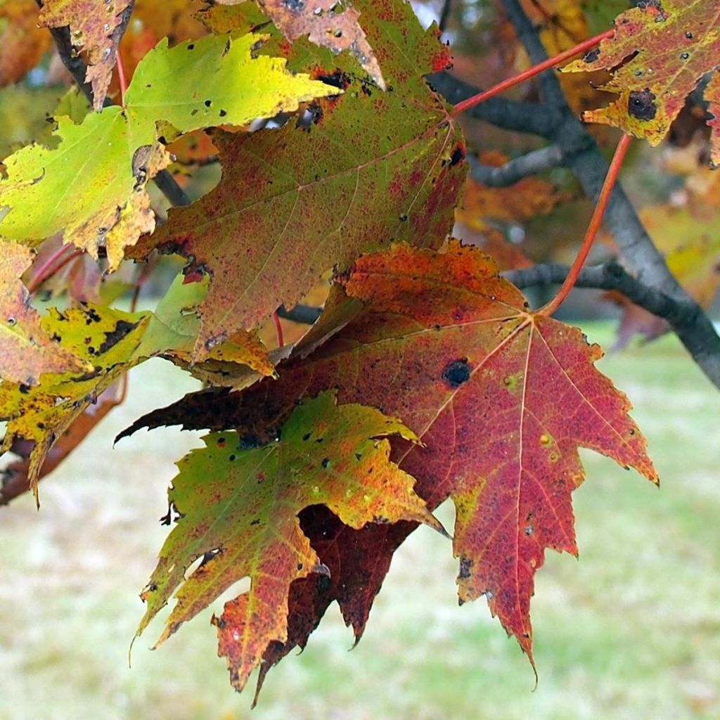 Acer rubrum Armstrong - Maple