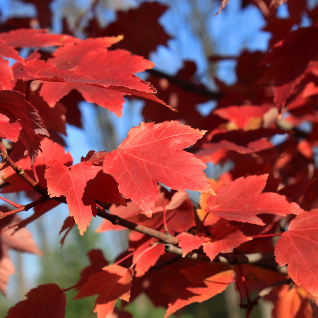 Acer rubrum Fairview Flame - Maple