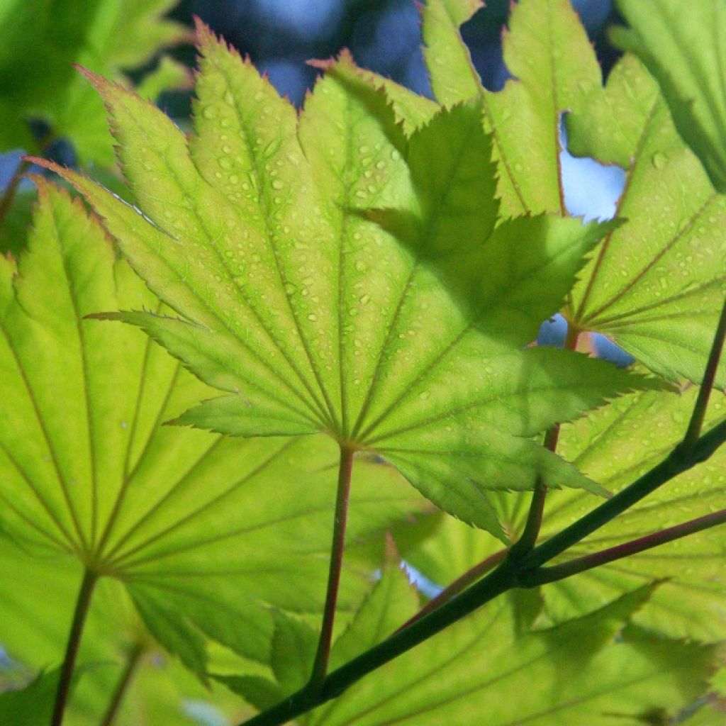 Acer shirasawanum Aureum - Japanese Maple
