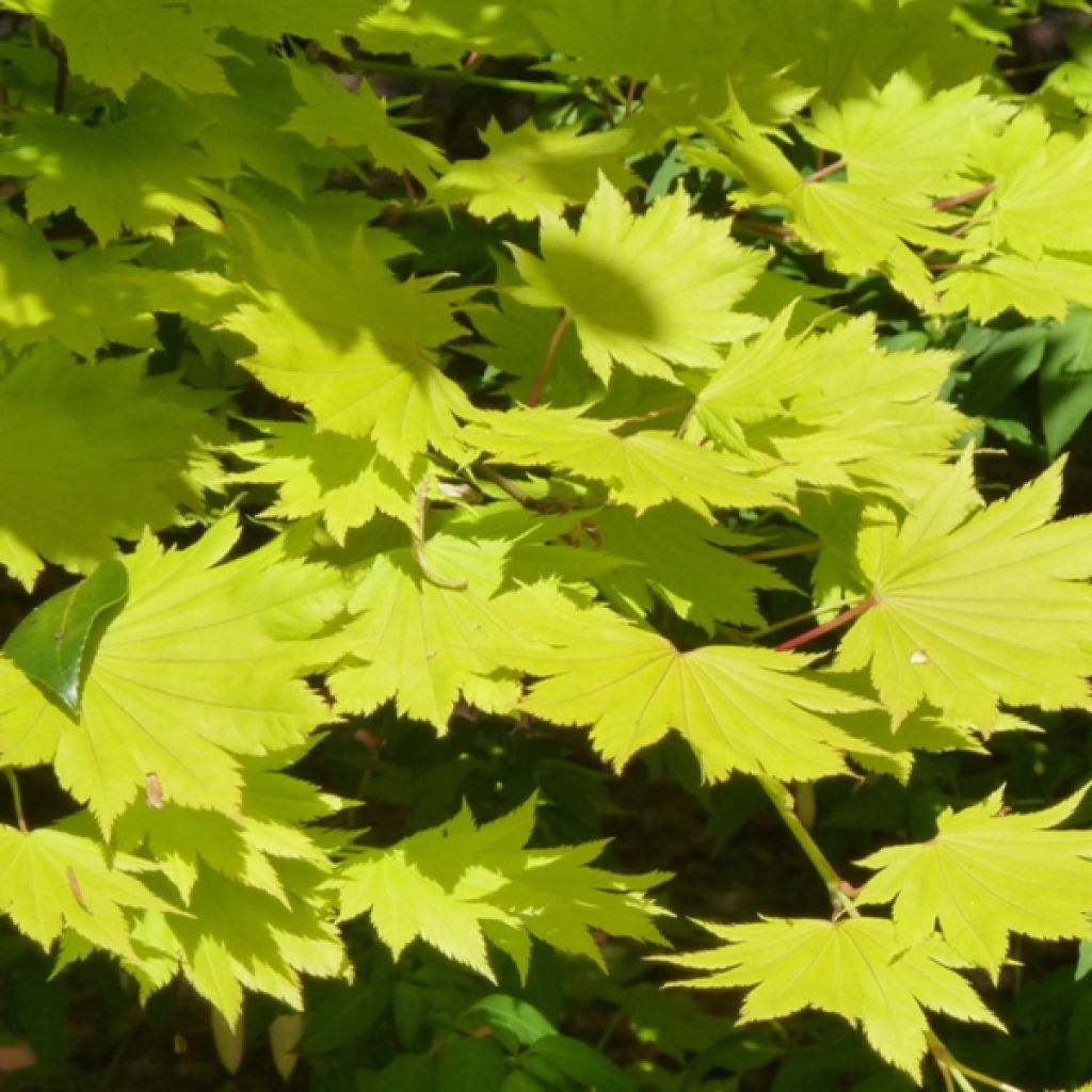 Acer shirasawanum Aureum - Japanese Maple