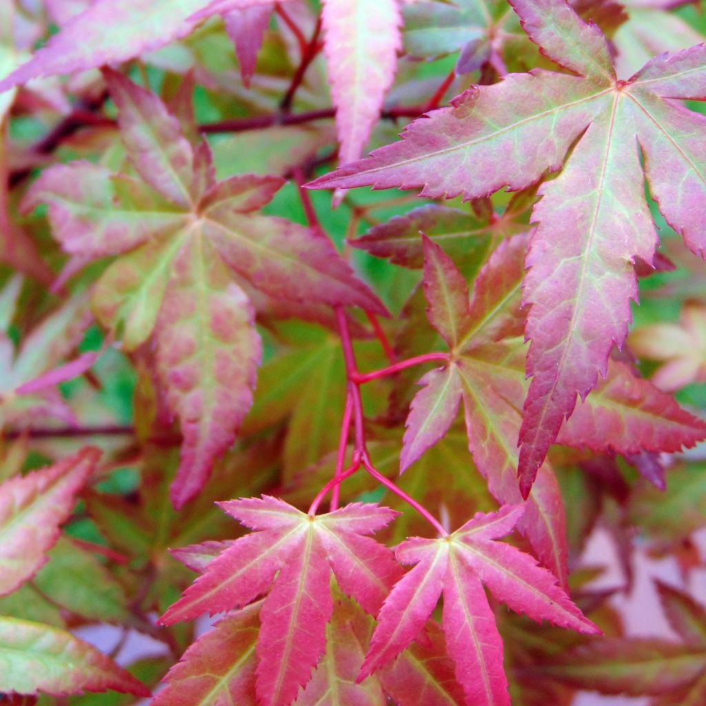 Acer palmatum Redwine - Japanese Maple