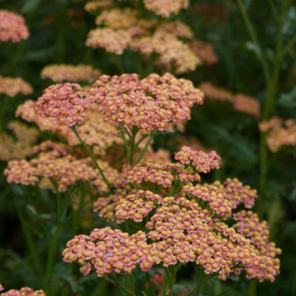 Achillea millefolium Walter Funcke - Yarrow