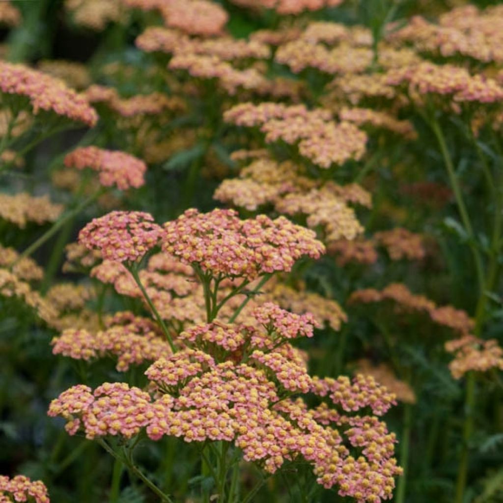 Achillea millefolium Walter Funcke - Yarrow