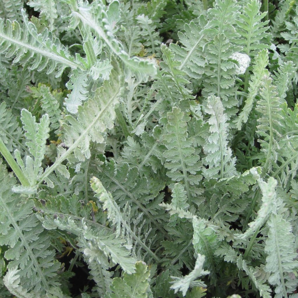 Achillea Moonshine