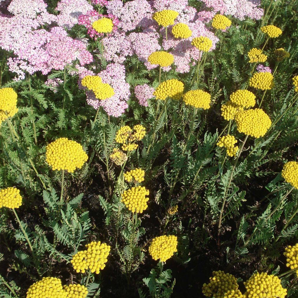 Achillea filipendulina Parkers Variety