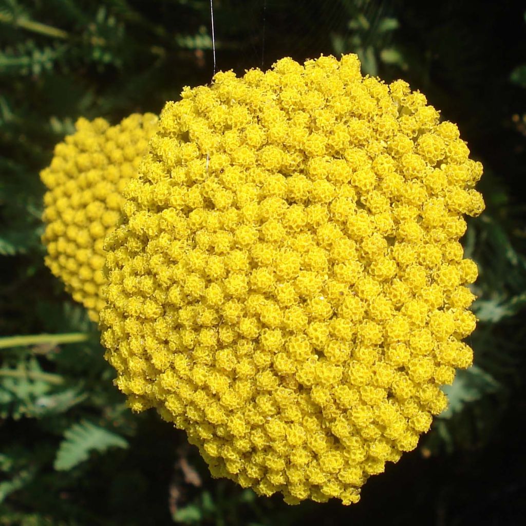 Achillea filipendulina Parkers Variety