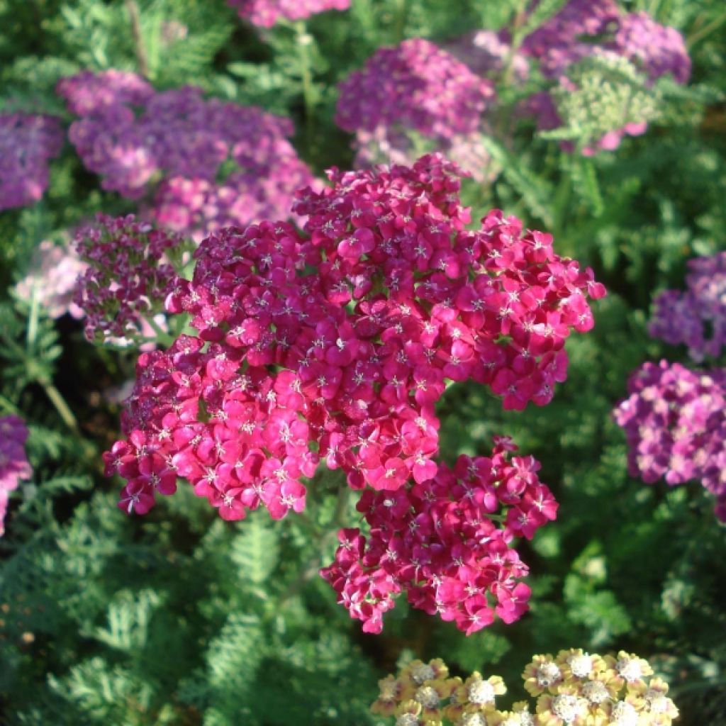 Achillea millefolium Saucy Seduction