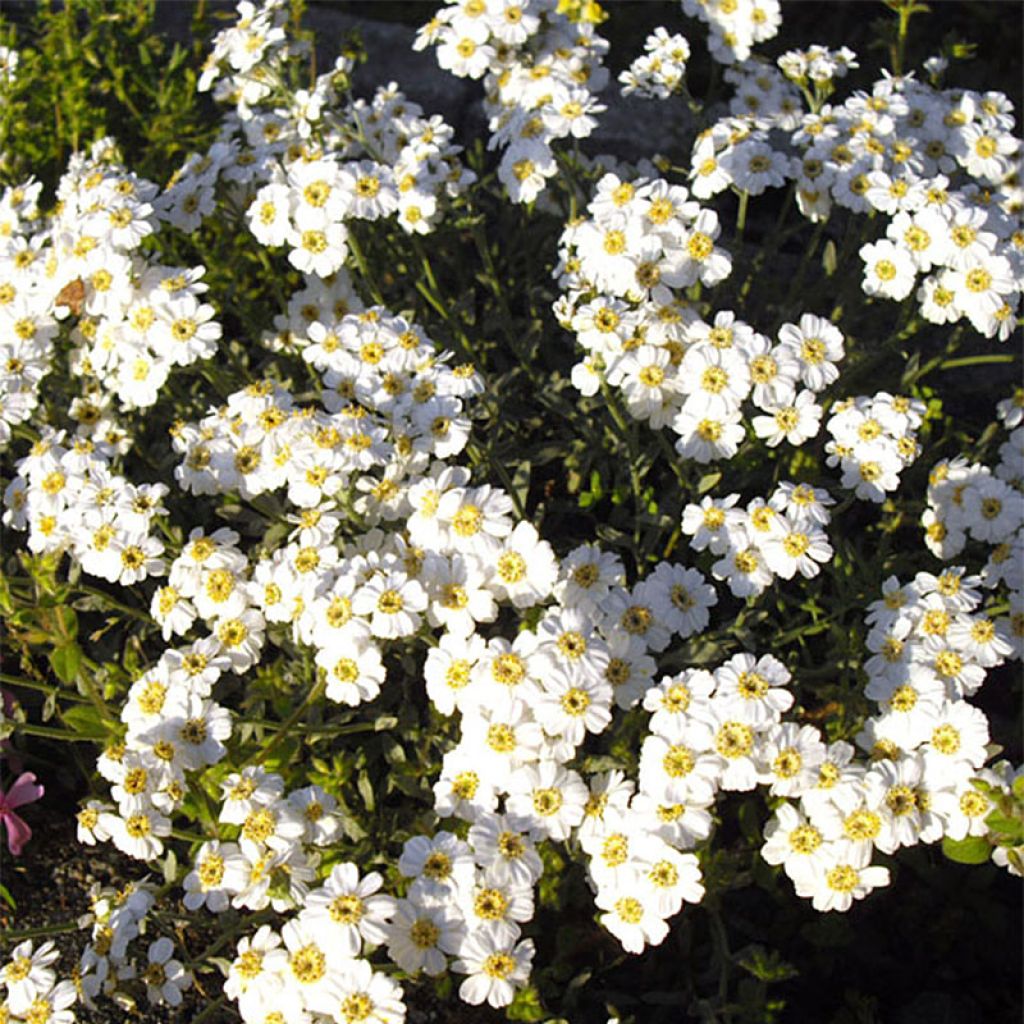 Achillea ageratifolia