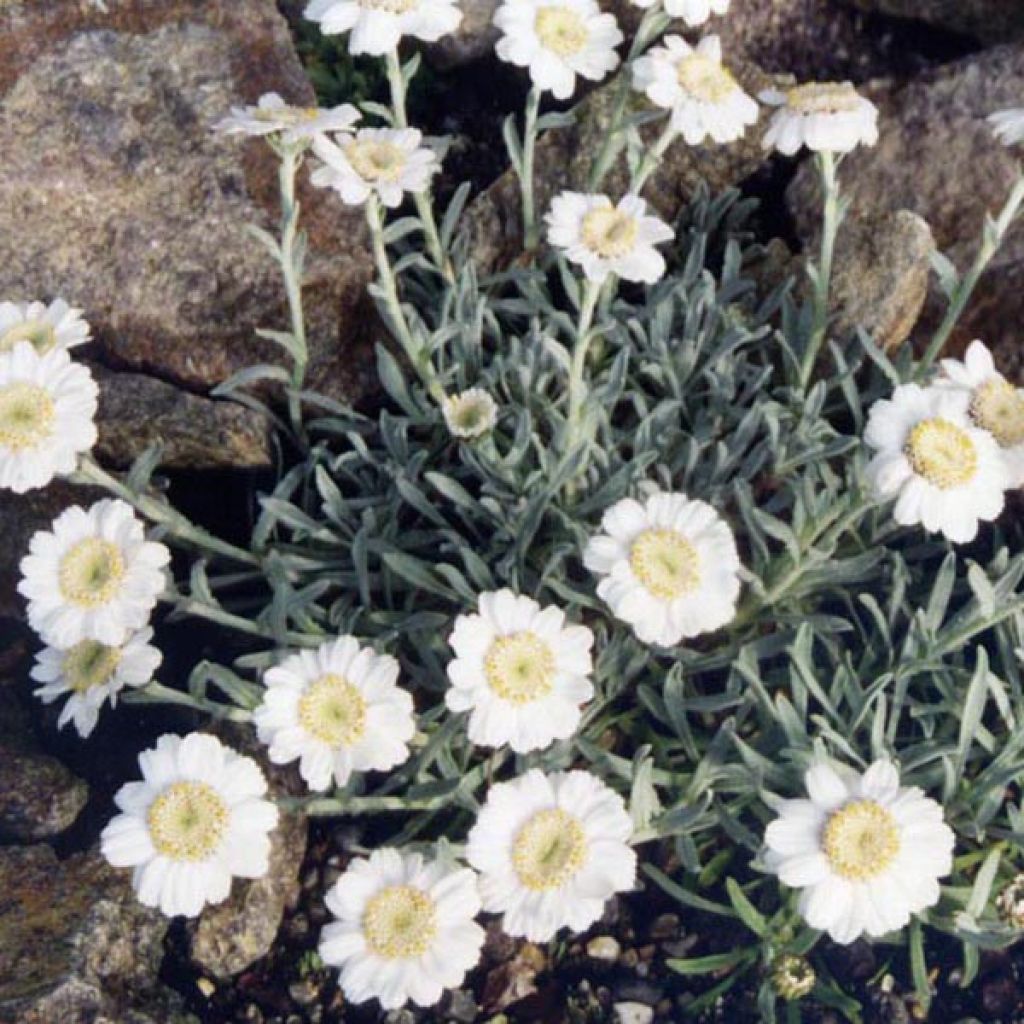 Achillea ageratifolia