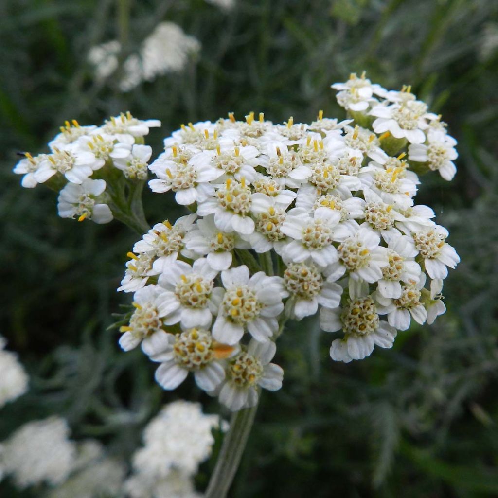 Achillea crithmifolia
