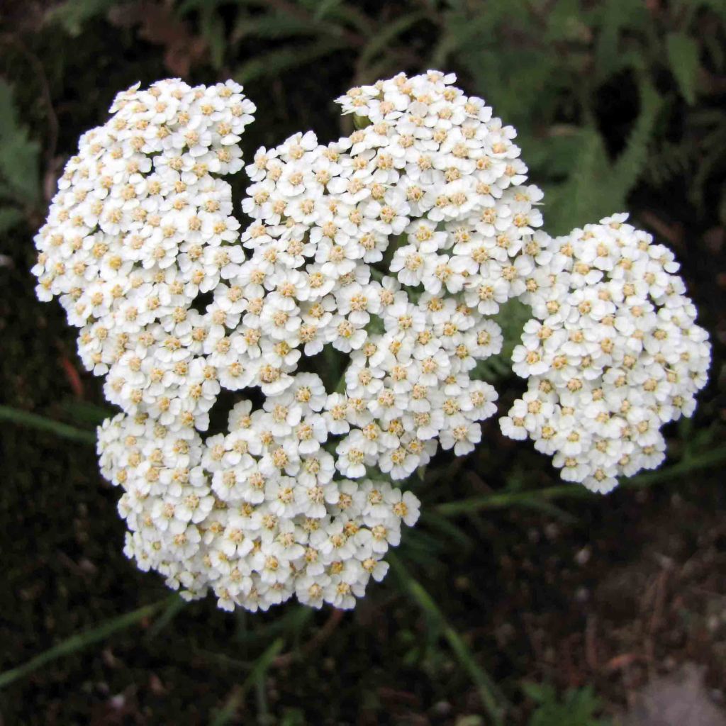 Achillea crithmifolia