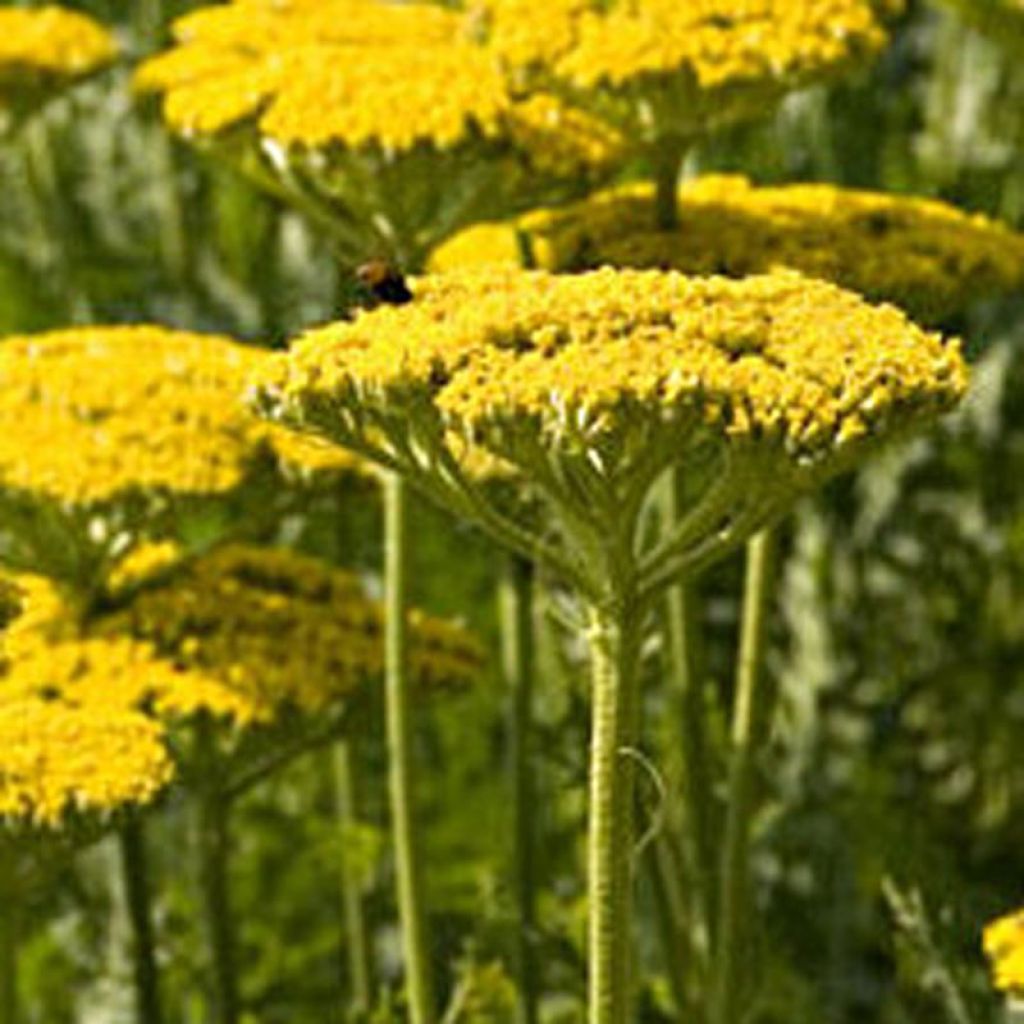 Achillea filipendulina Golden Plate